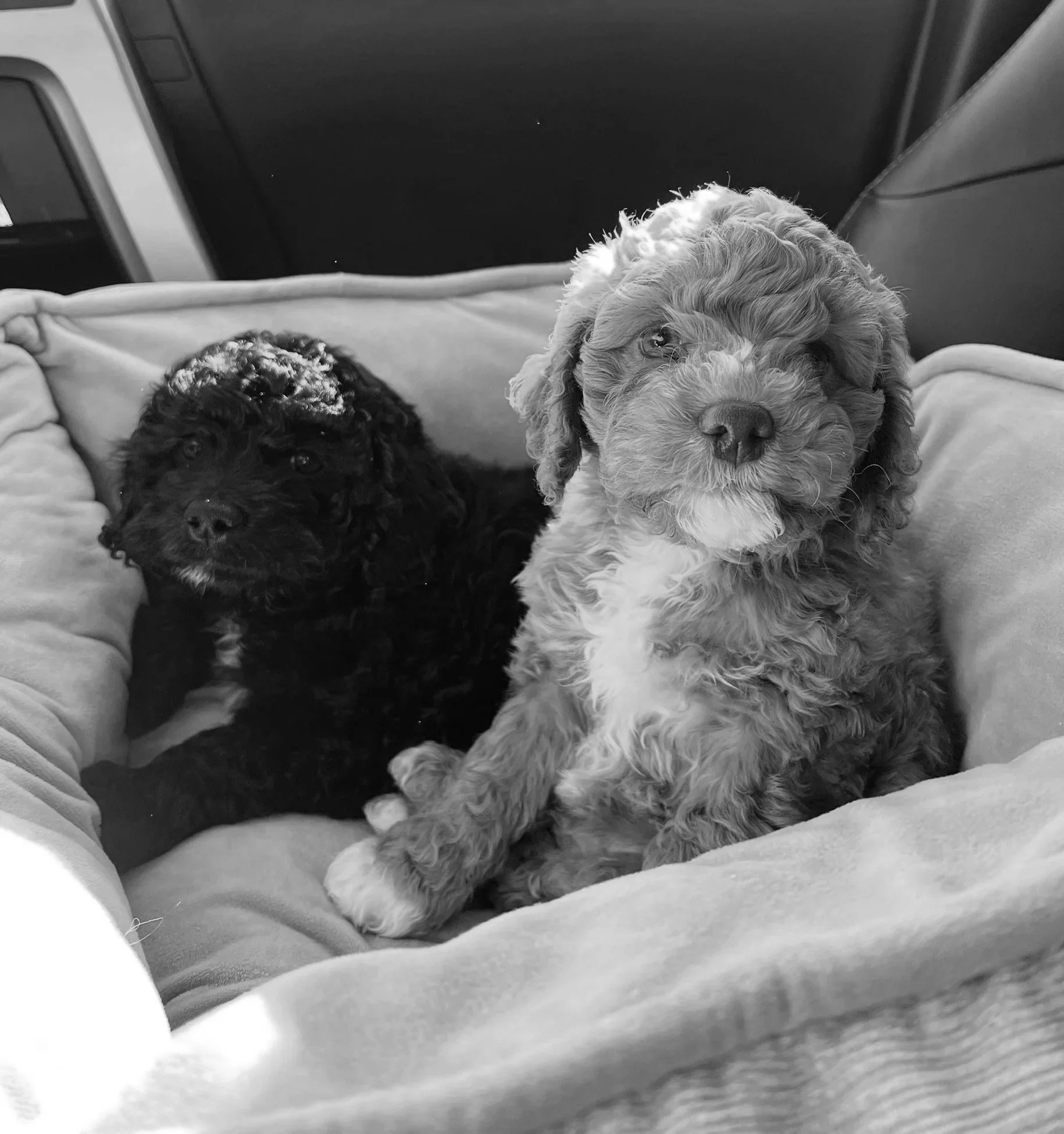 Two puppies, one black and one light brown with white patches, sitting on a cushioned surface inside a vehicle.