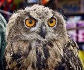 Do Not Claim to Be Wiser than You Are: Romans 12:9-21