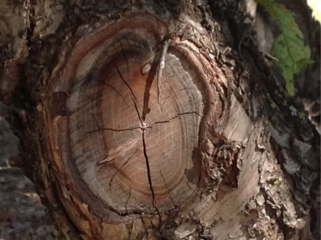 Teach the Children: Psalm 78:1-7