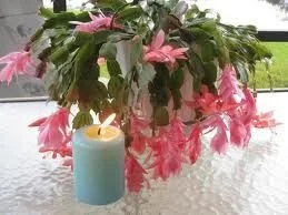 Advent: Joy in the Midst of Sorrow: 1 Thessalonians 5:16-24