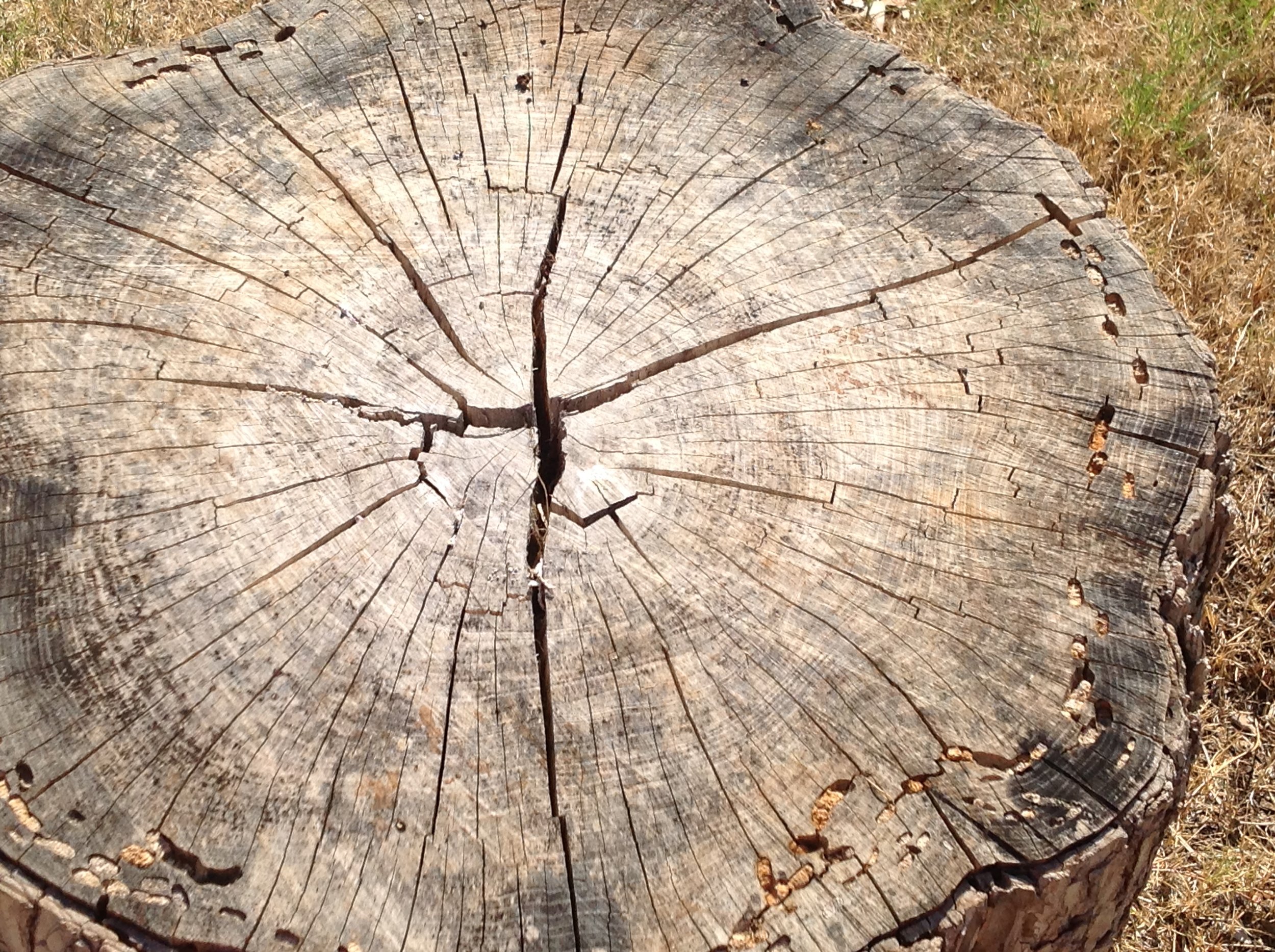 Lent: Straining Forward to What Lies Ahead: Philippians 3:4b-14