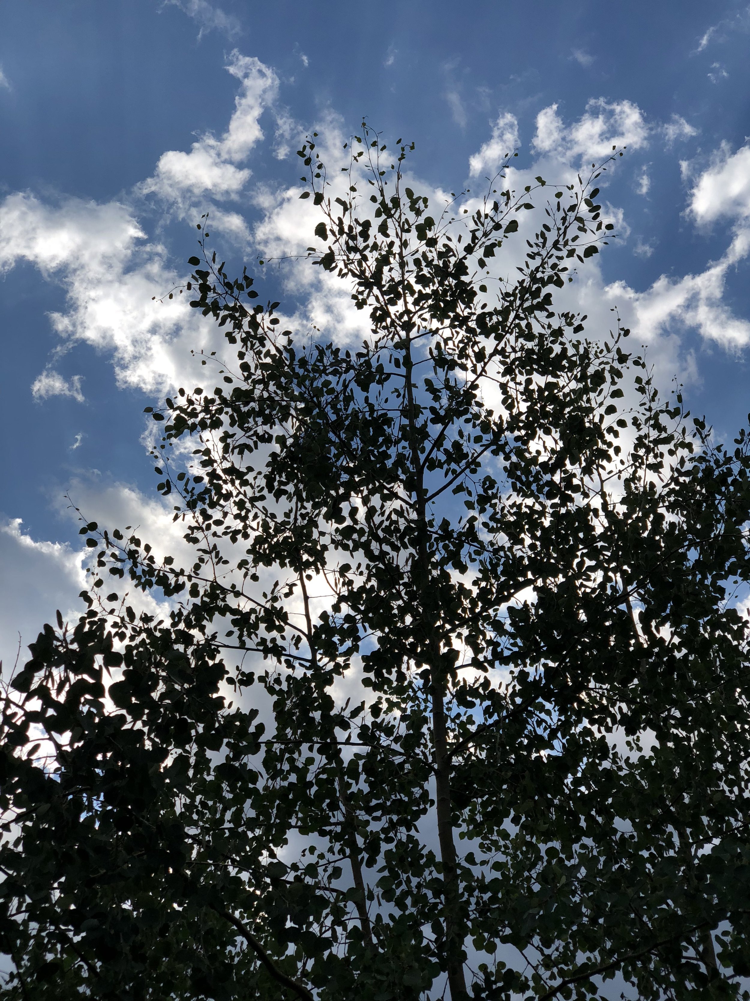 I Will Raise Up a Prophet: Deuteronomy 18:15-20