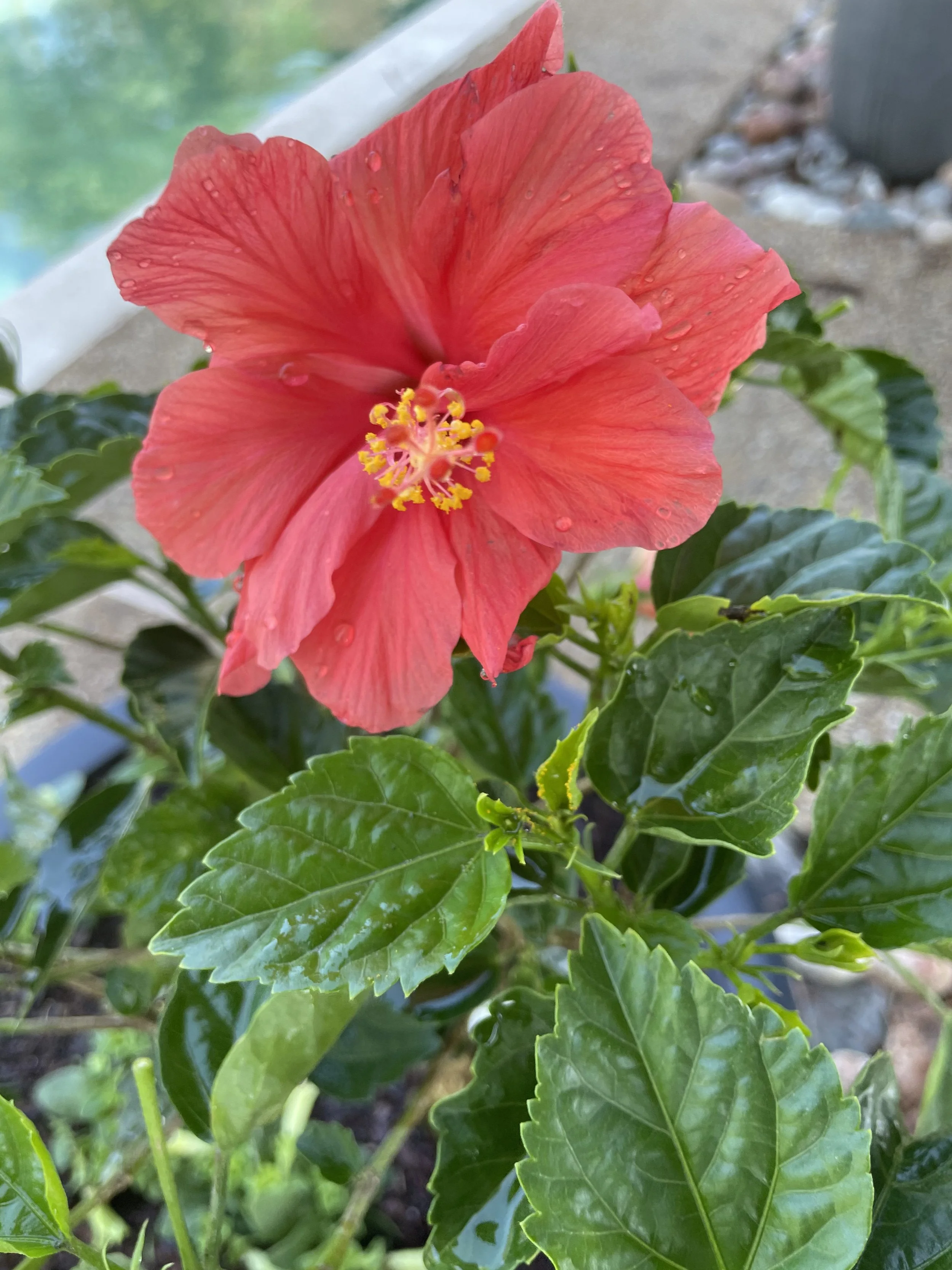 Easter: Abide in Love, Abide in God: 1 John 4:7-21