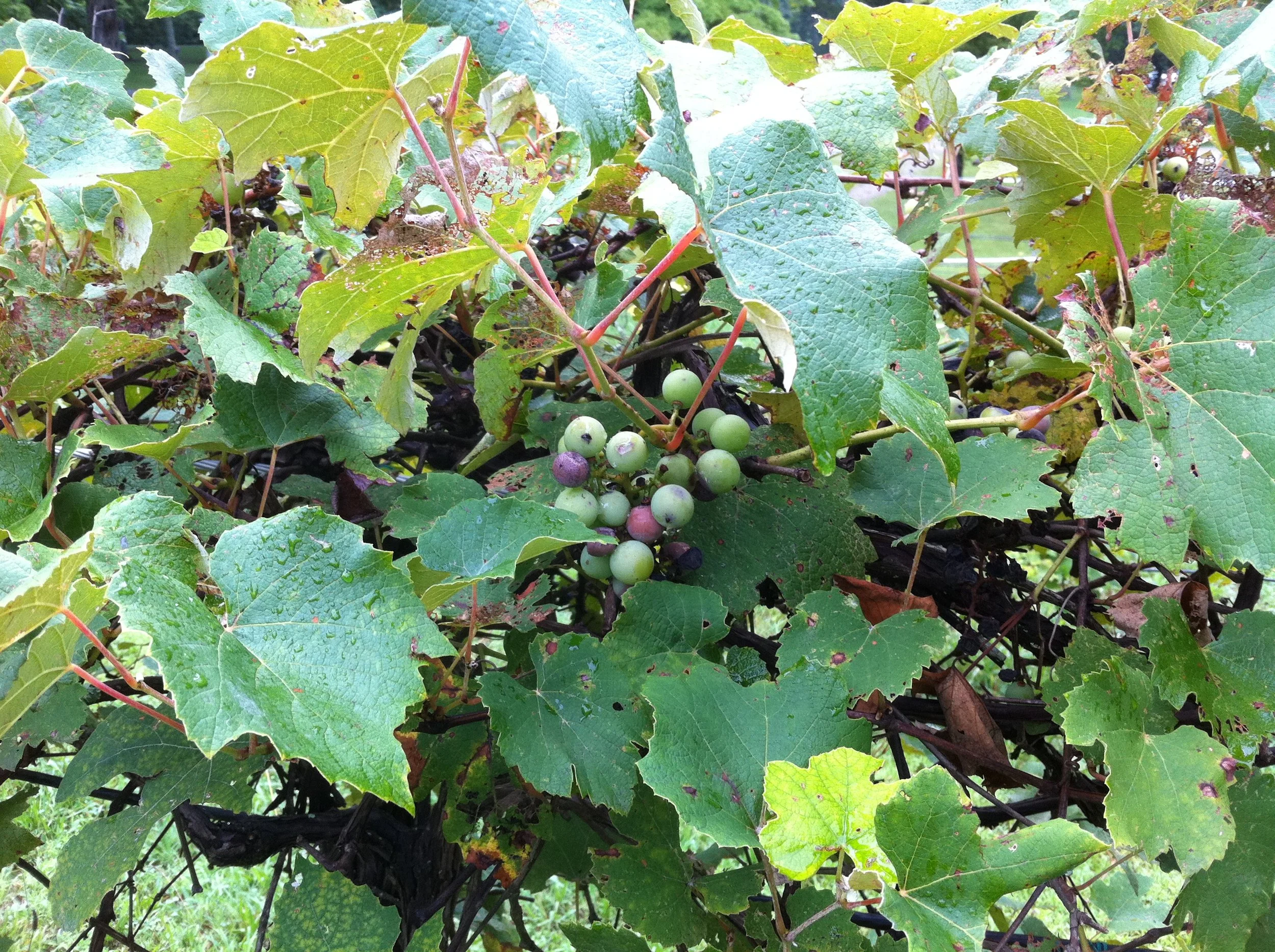 Easter: Remove the Branch that Bears No Fruit: John 15:1-8