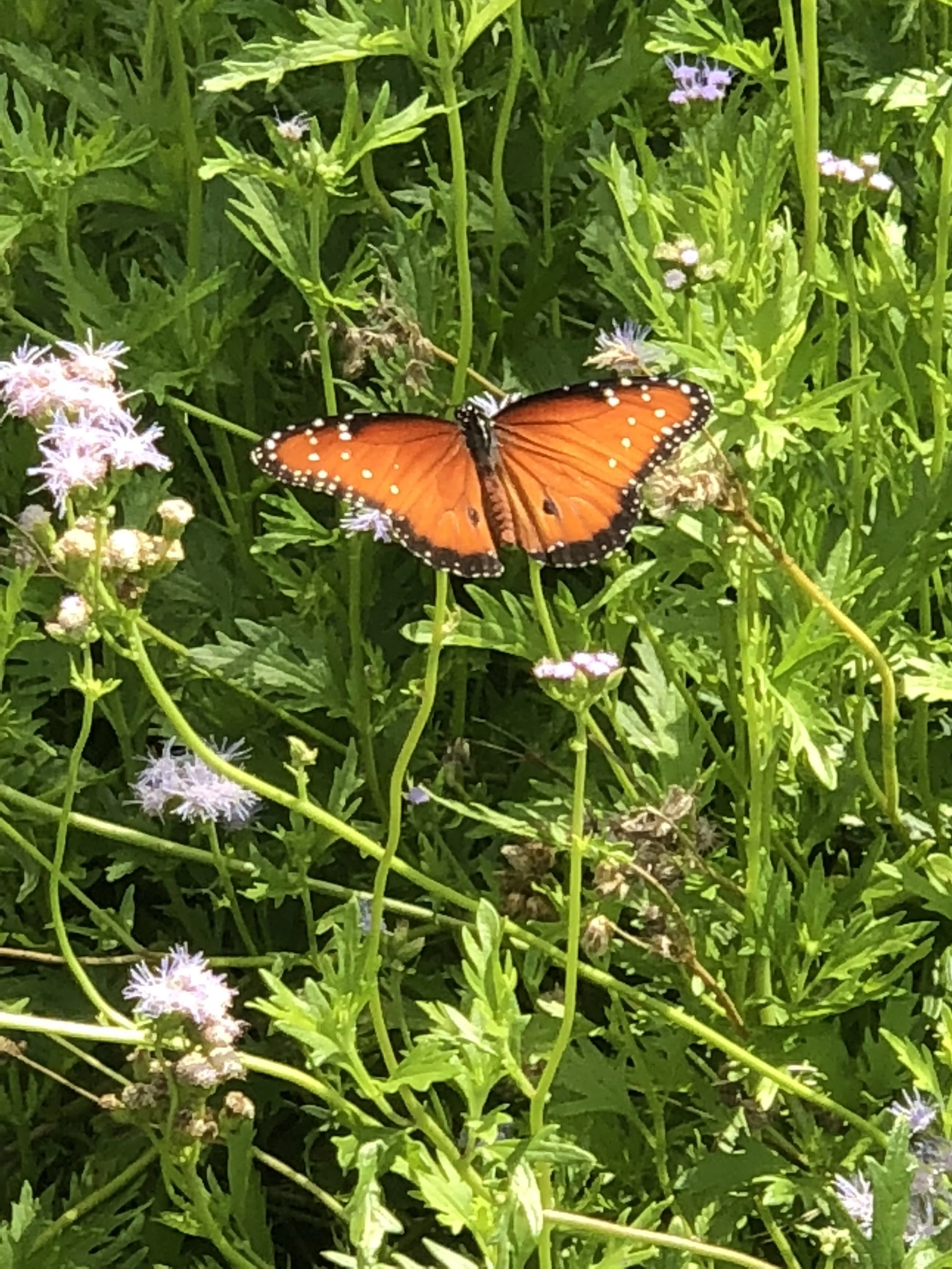 A New Creation: 2 Corinthians 5:6-10 (11-13) 14-17