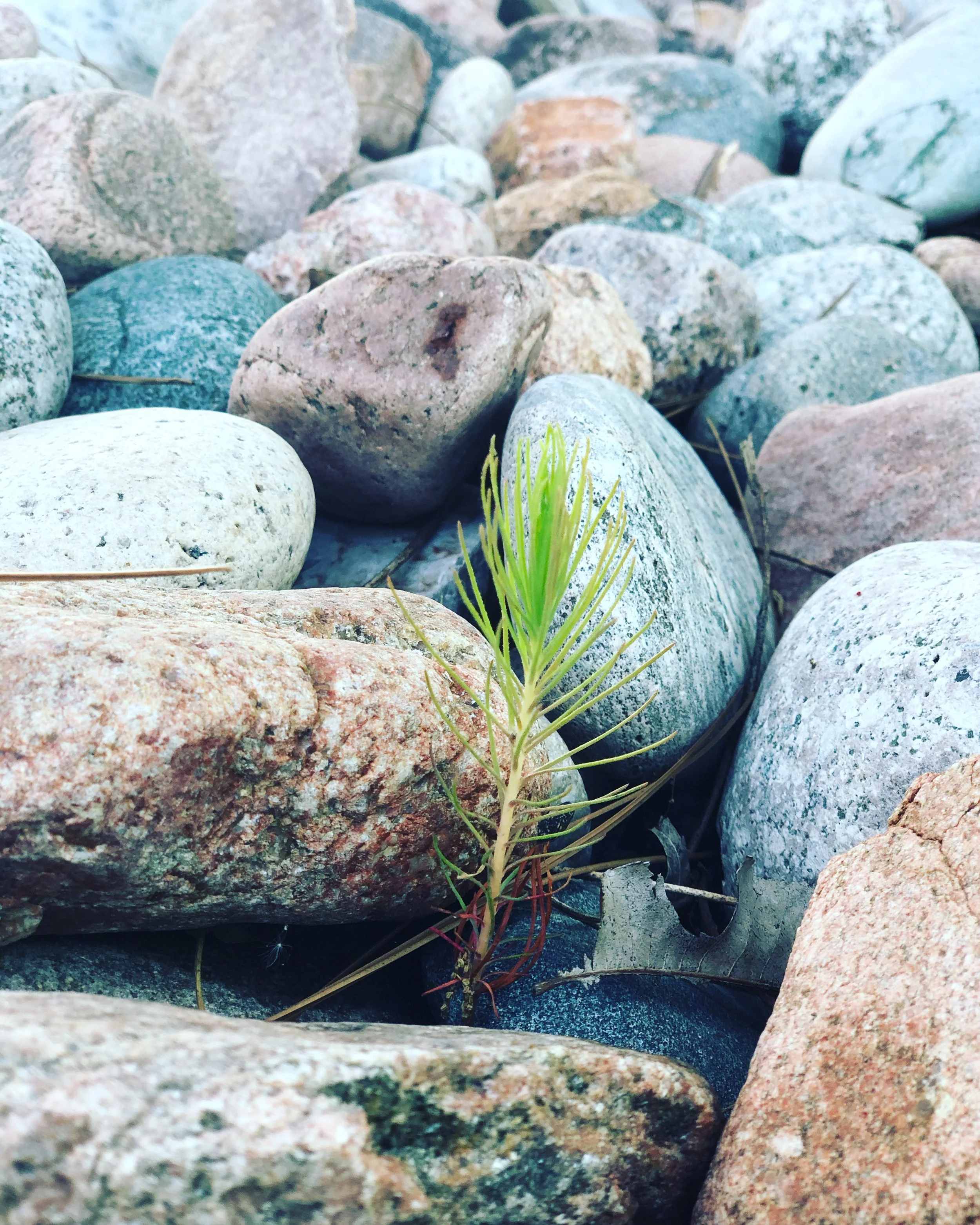 Seeding and Sprouting and Growing and Harvesting: Mark 4:26-34