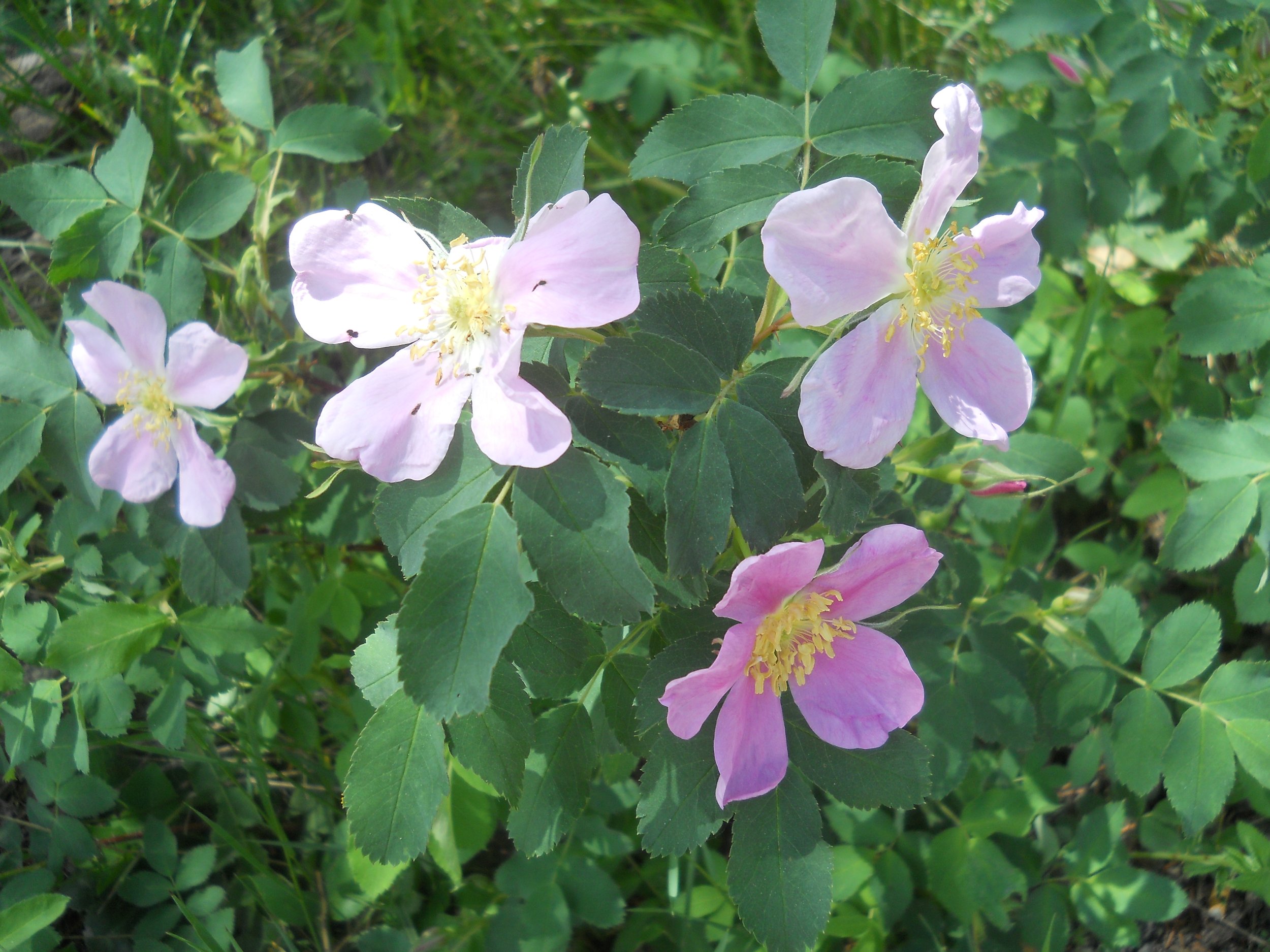 My Grace Is Sufficient: 2 Corinthians 12:2-10