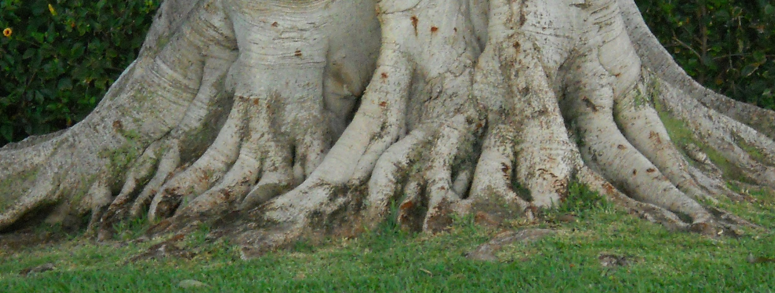 Rooted and Grounded in Love: Ephesians 3:14-21