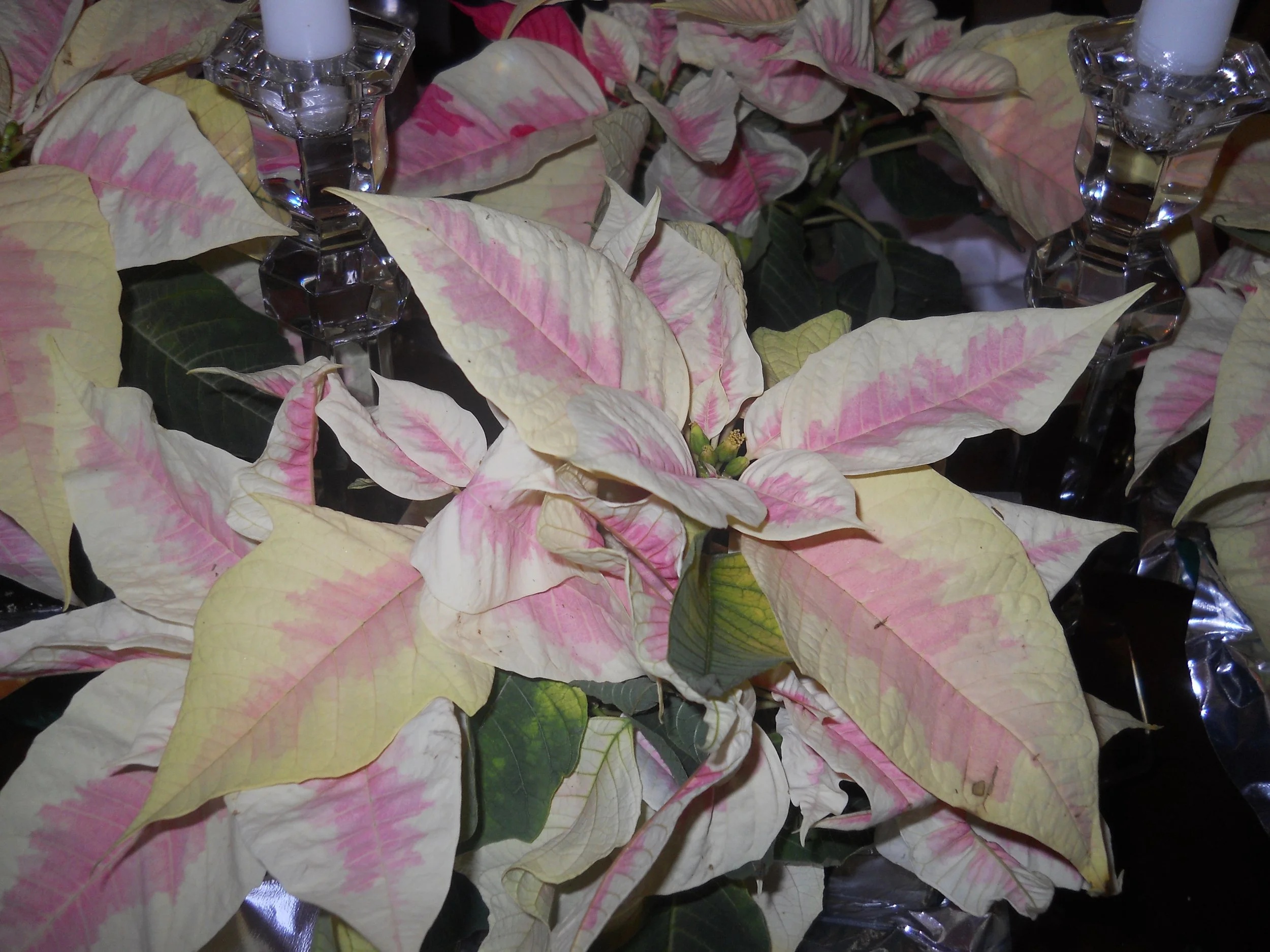 Advent: Be Alert at All Times: Luke 21:25-36