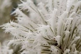 Christmas: Who Can Stand Before His Cold? Psalm 147:12-20