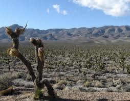 Ash Wednesday: Now Is the Acceptable Time - 2 Corinthians 5:20b-6:10