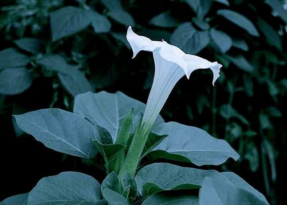 All Will Be Raised: 1 Thessalonians 4:13-18