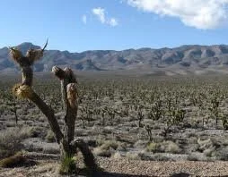 Ash Wednesday: Now Is the Acceptable Time - 2 Corinthians 5:20b-6:10