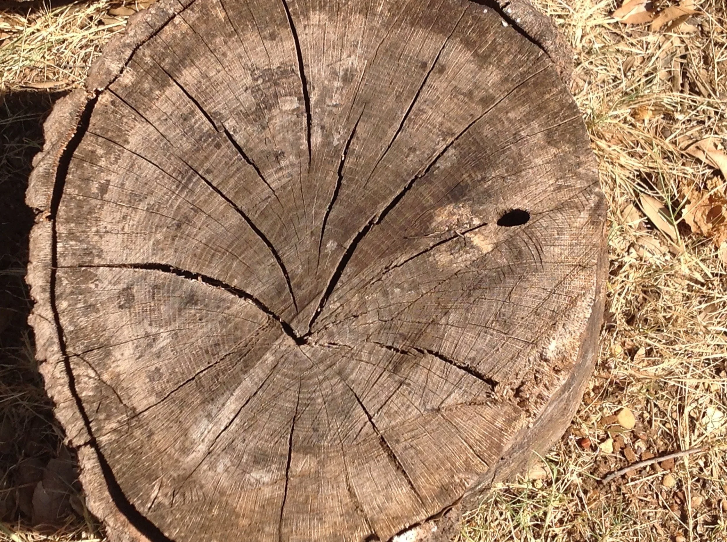 Lent: Jesus, Our Way of Life: Ephesians 2:1-10