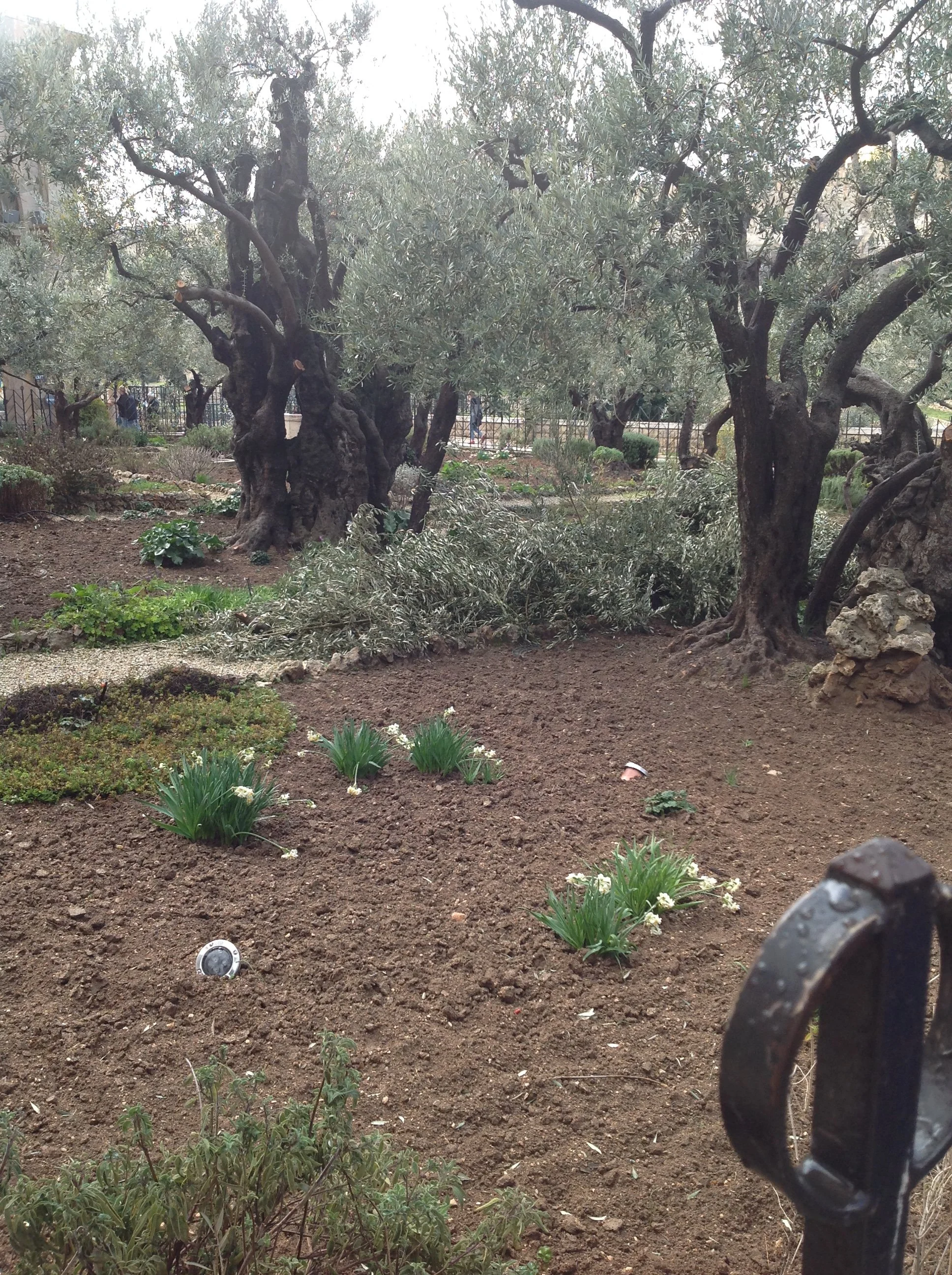 Lent: Obedience Through Suffering: Hebrews 5:5-10