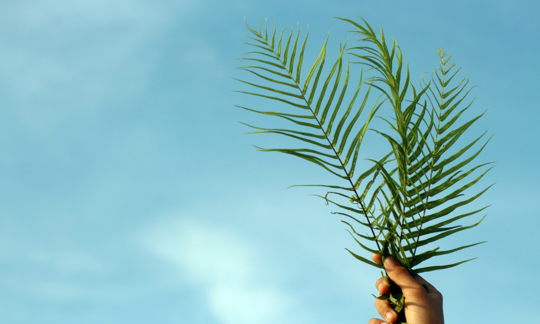 Palm Sunday: Hosanna! John 12:12-16