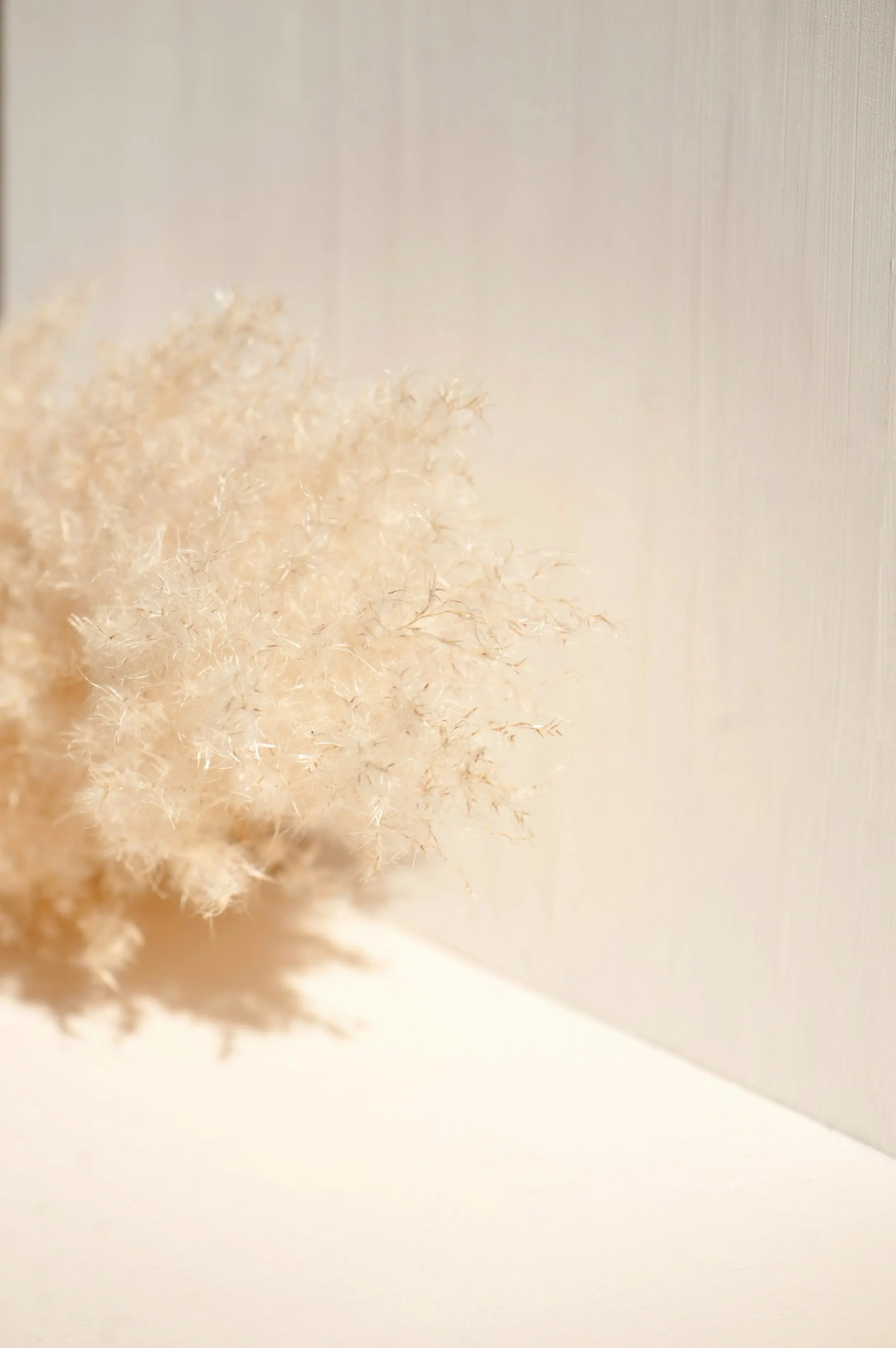 Close-up of a fluffy, beige dried plant or flower against a light background.
