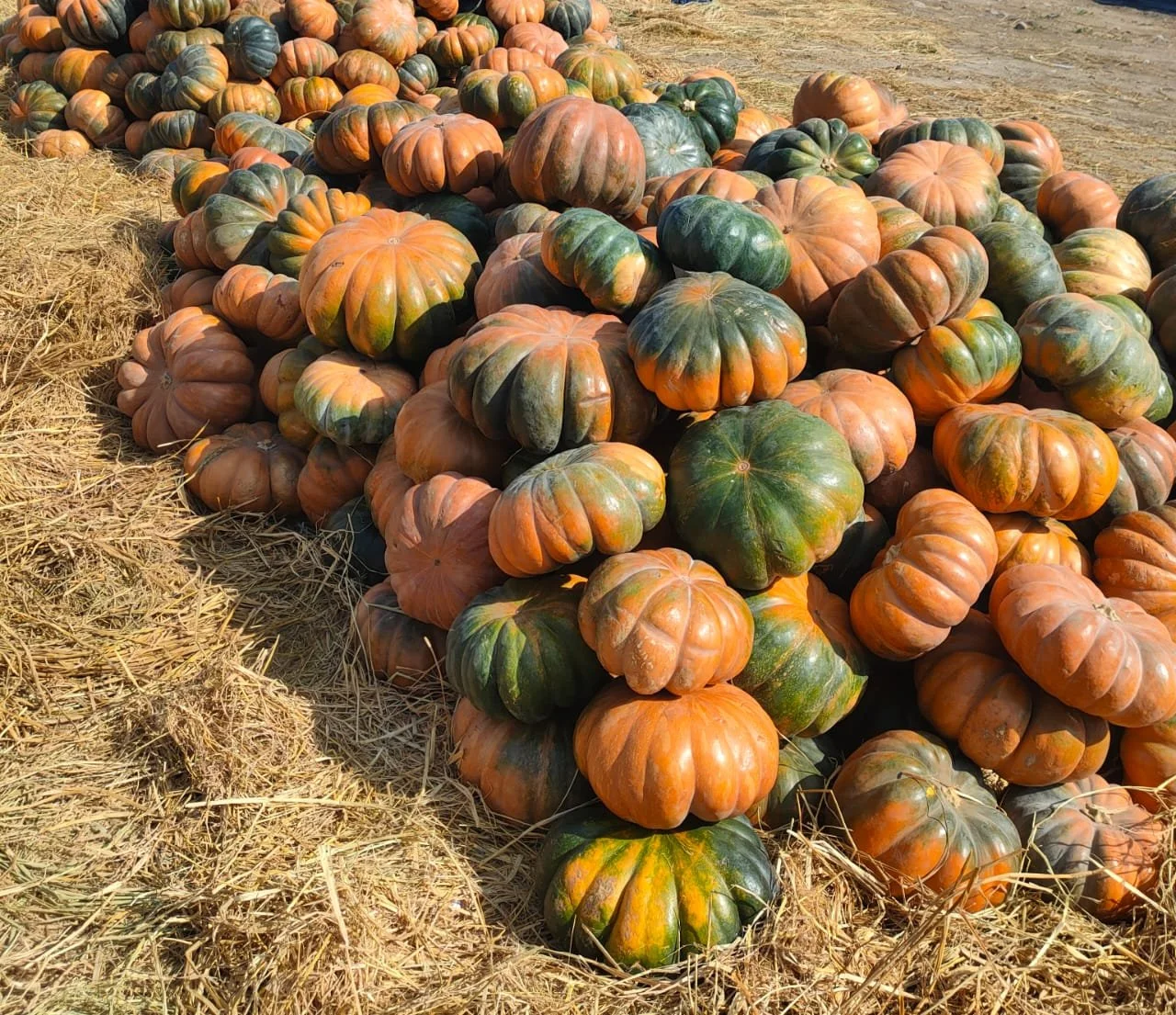 A large pile of colorful pumpkins Green Frost EG