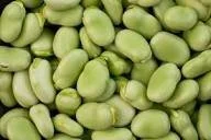 green broad bean -Green Frost EG