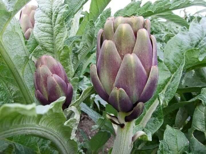 Fresh Artichoke Green Frost EG