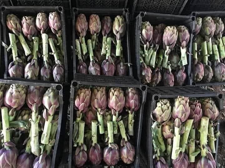 Fresh Artichoke Green Frost EG