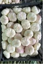 Fresh Garlic Green Frost EG