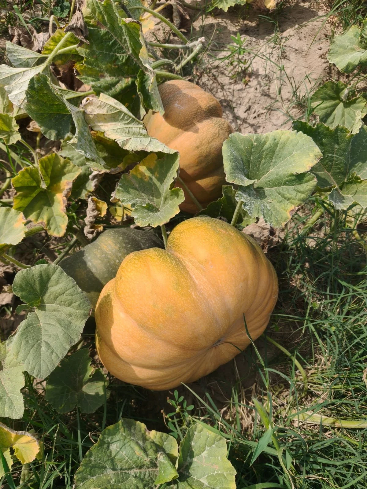 pumpkins Green Frost EG