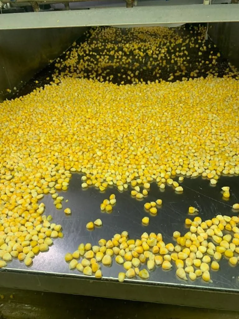 Frozen sweet corn - Green Frost EG