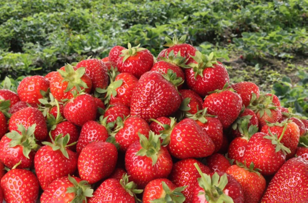 Close-up of ripe red strawberries on a farm field.
