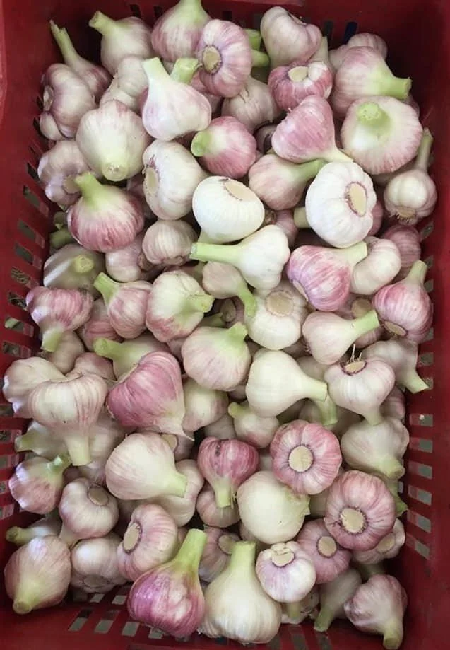 Fresh Garlic Green Frost EG