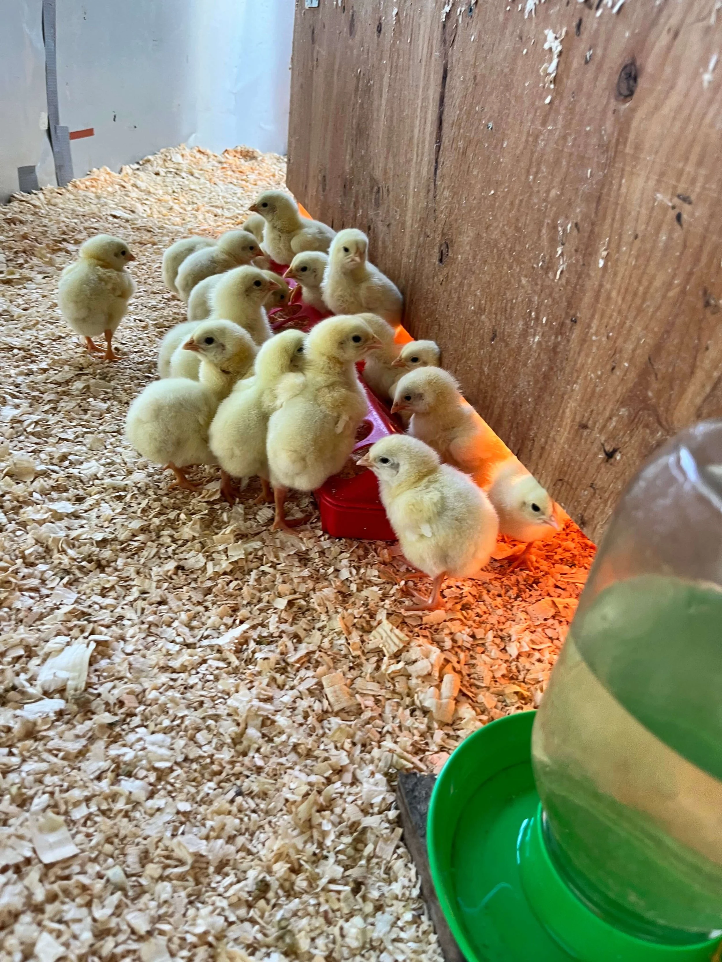 chicks websize.jpg