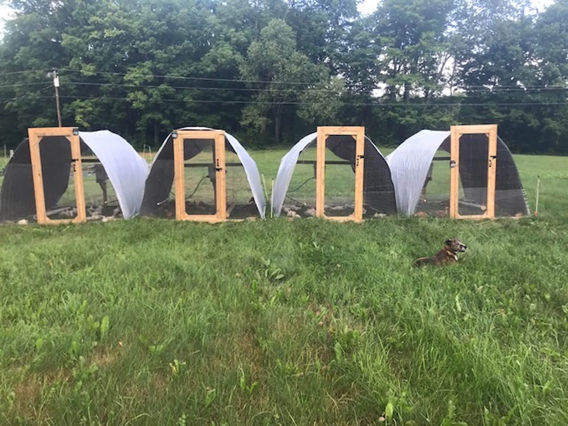 chicken houses_websize.jpg