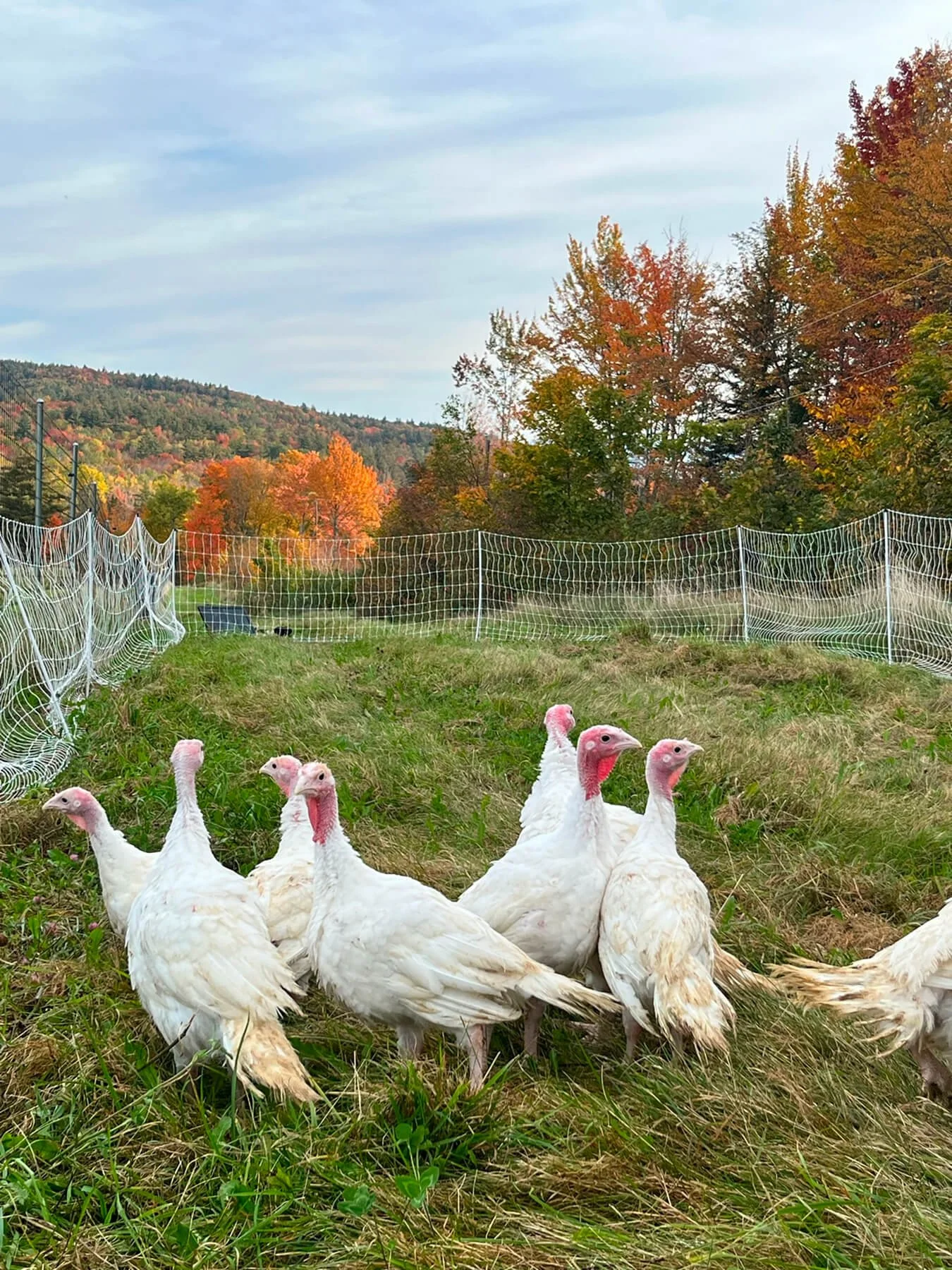 chickens from afar_websize.jpg
