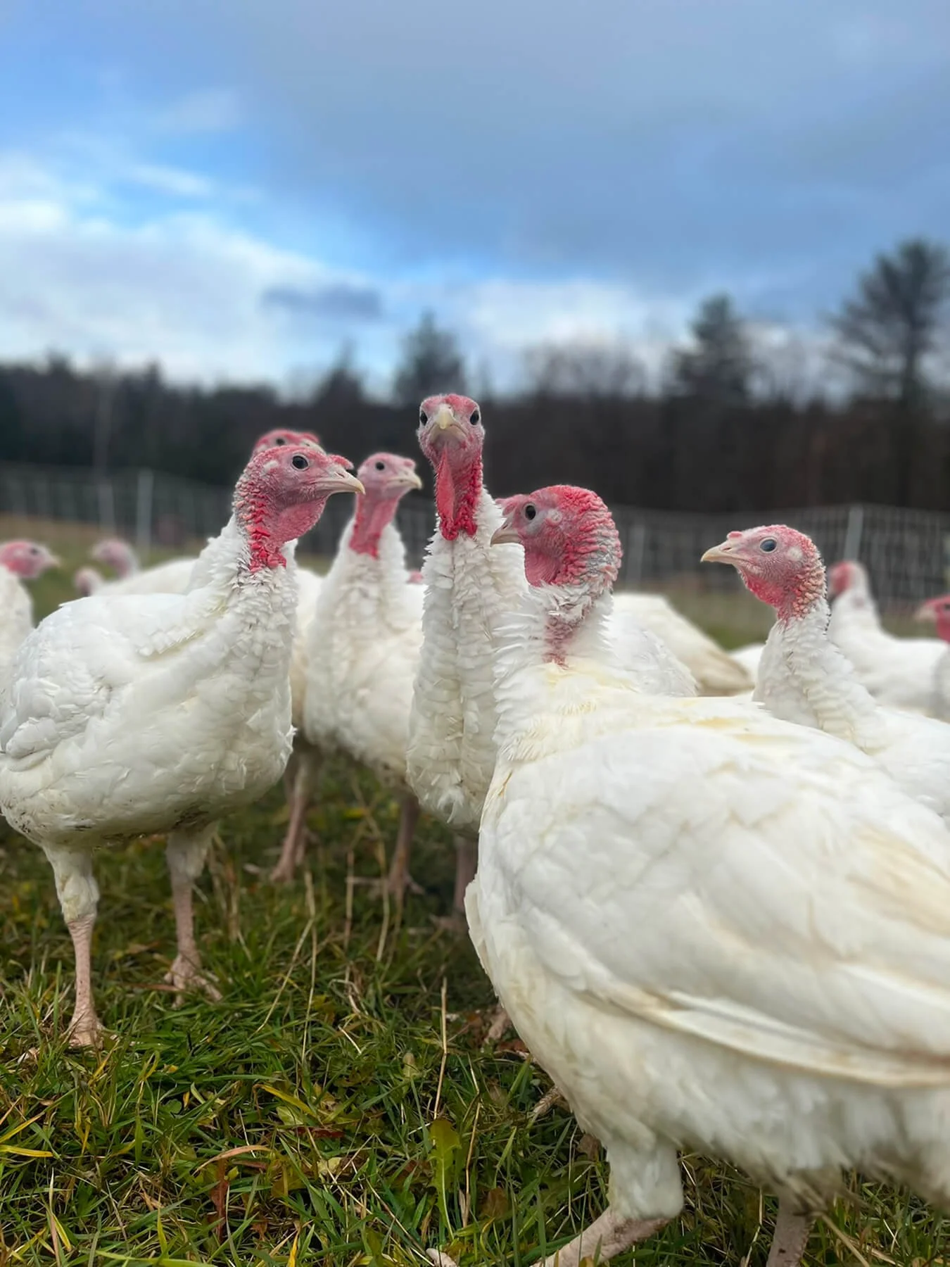 chickens close up_websize.jpg