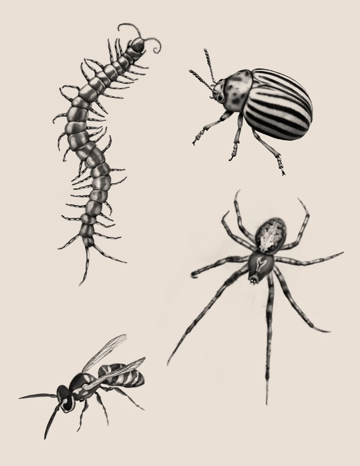 Available spooky season flash! DM or fill out form in bio to book!
Centipede- 4.5 inches min. $200+
Colorado Potato Beetle - 1.5 inches min. $100+
Yellow jacket - 1.25 inches min. $100+
Orb Spider - 3 inches min. $150+

(Pricing above may increase wi