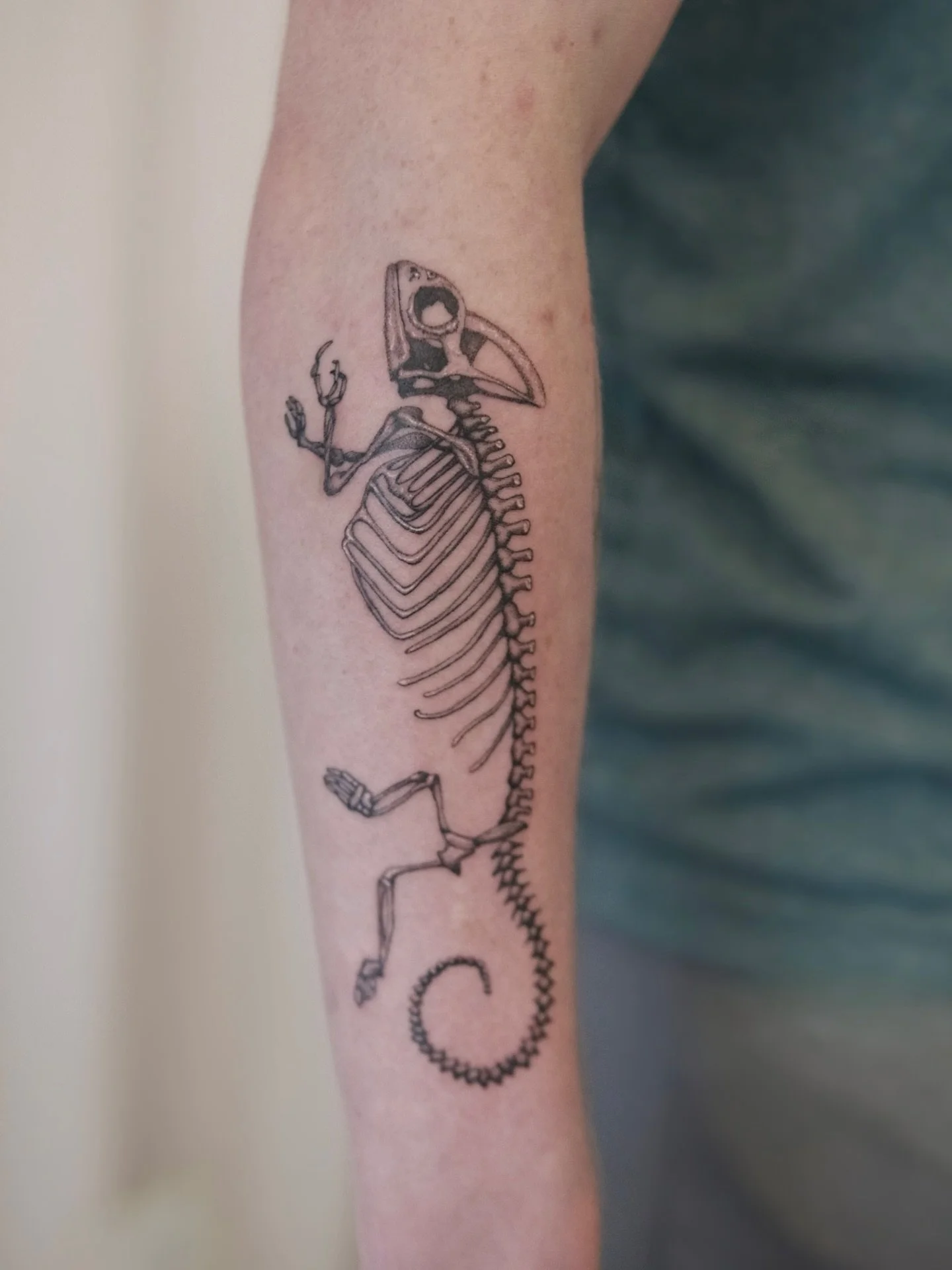 Chameleon skeleton for Roman. I absolutely loved doing all of the little bone details and would like to do more skeletal pieces! (Majority 2 weeks healed. Main vertebrae and whites fresh.)

#pnwtattoo #seattletattoo #tattooapprentice #seattletattooar