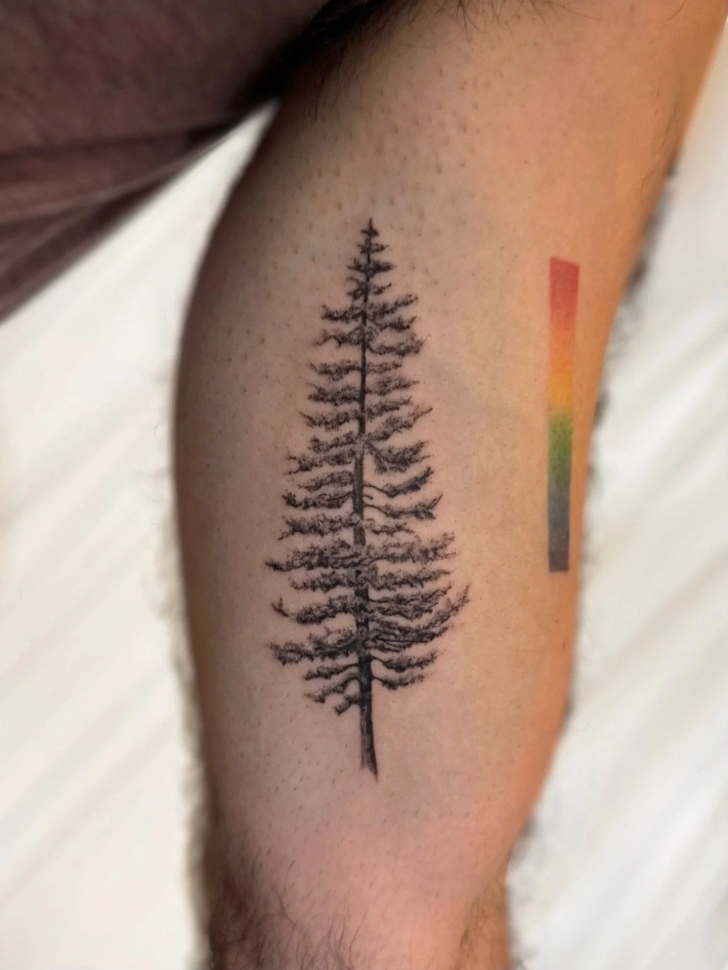 Ponderosa pine for Sam.

#pnwtattoo #seattletattoo #tattooapprentice #seattletattooartist #washingtontattoo #seattletattoos #pnwtattooartist #treetattoo #pandatattoo #botanicaltattoo #floraltattoo #seattlefineline #finelinetattoos