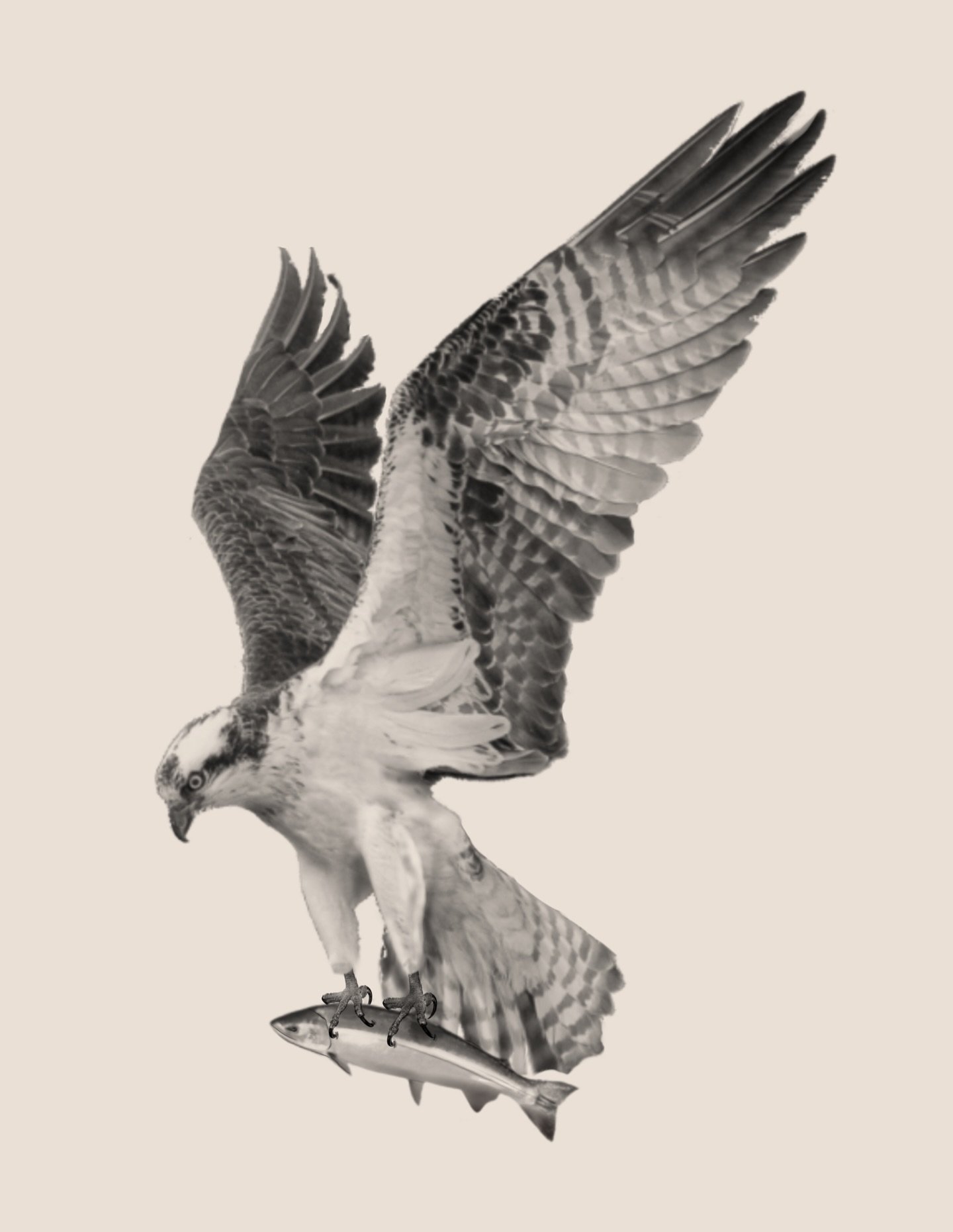 Osprey carrying a salmon. Swipe for location inspiration. Salmon can be excluded if desired. DM or fill out form in bio to claim! 

5&rdquo; min. $400+
(May require two sessions pending final size and placement). 
(Pricing above may increase with inc