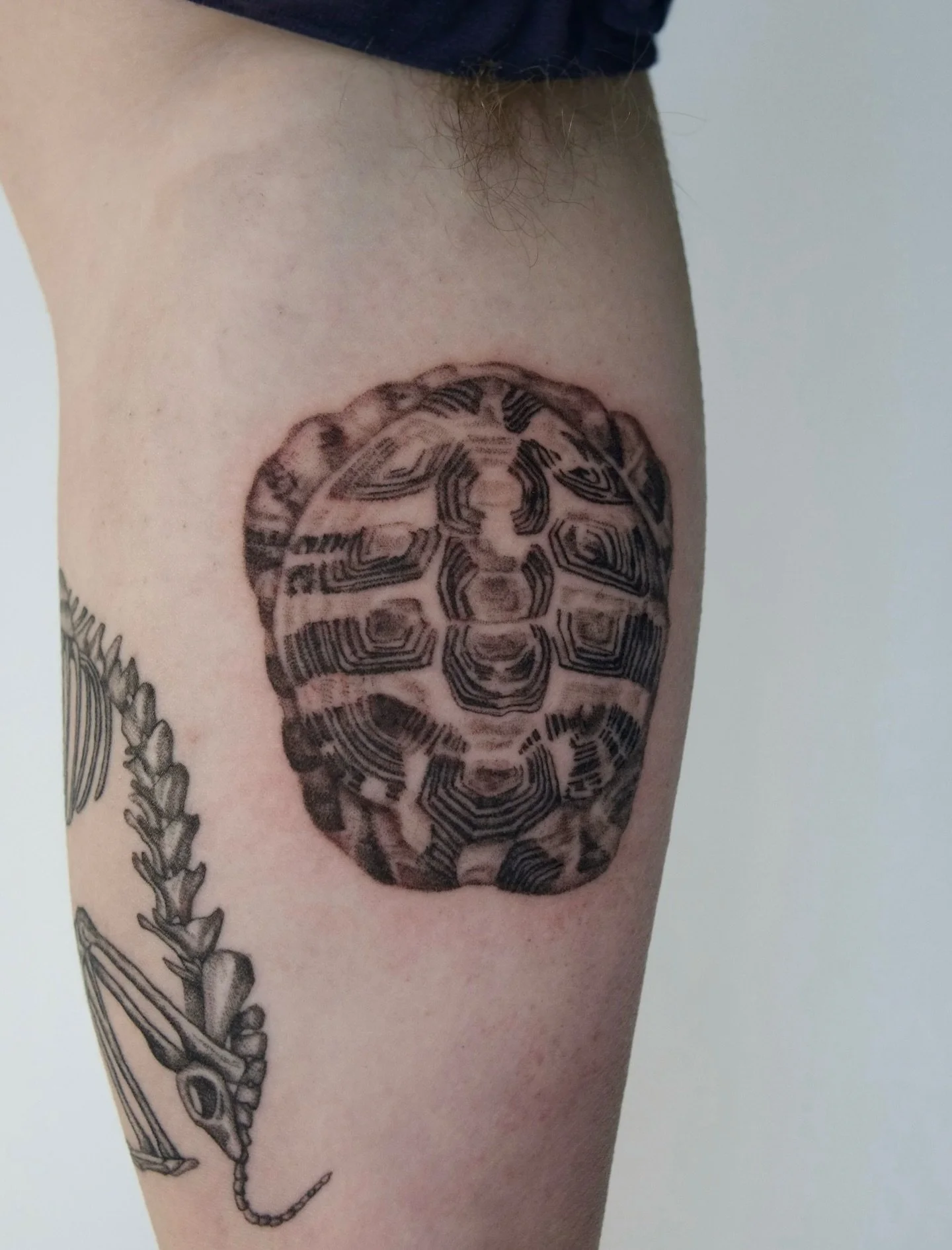 Another piece for Roman! This time we did the shell of his tortoise, Lincoln. Can&rsquo;t wait for the next piece we have planned! 

#pnwtattoo #seattletattoo #washingtontattoo #tortoisetattoo #finelinetattoos