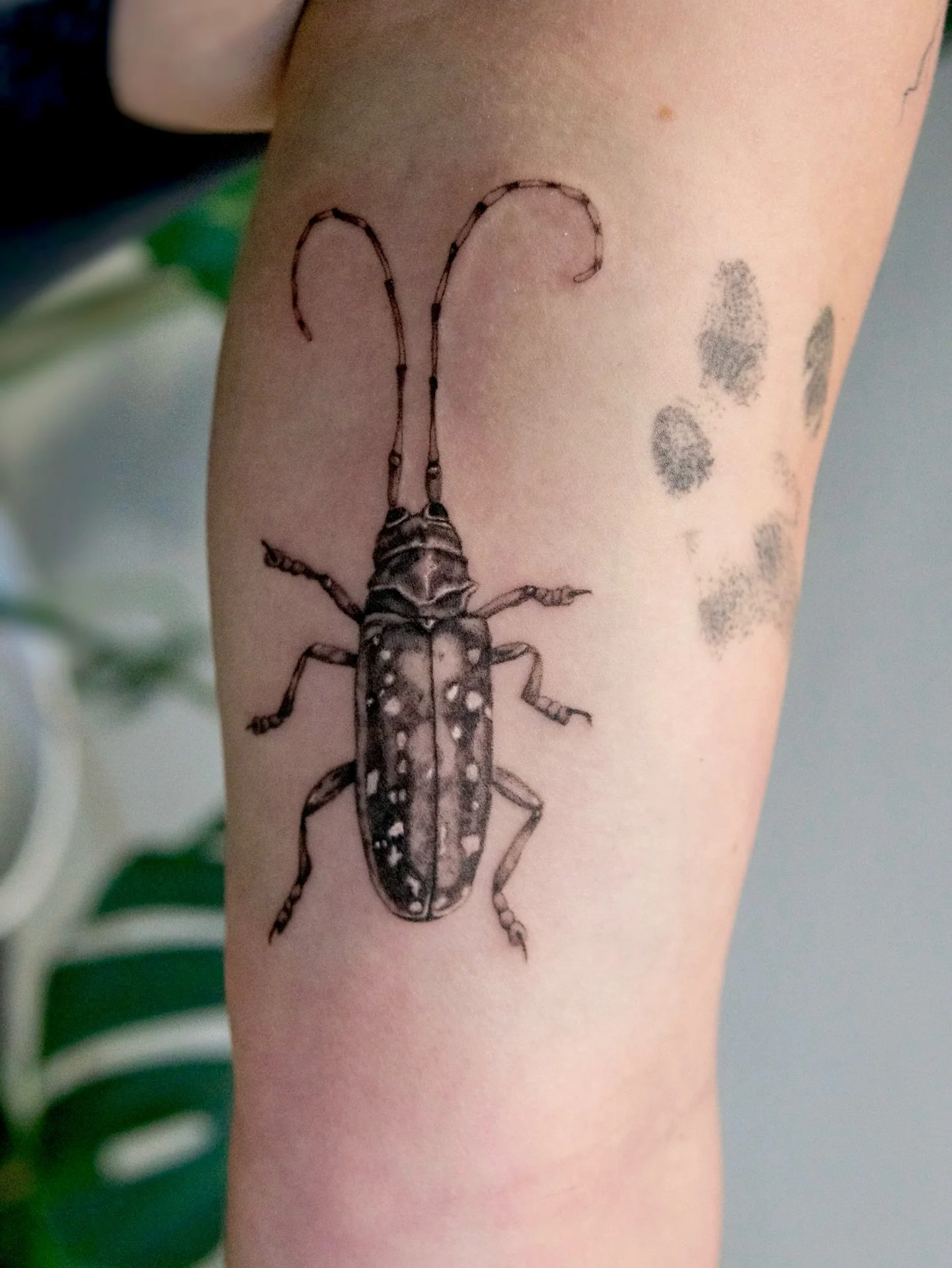 Asian long-horned beetle for Rogue! I would absolutely love to do more bugs! 

#pnwtattoo #seattletattoo #washingtontattoo #bugtattoo #finelinetattoos