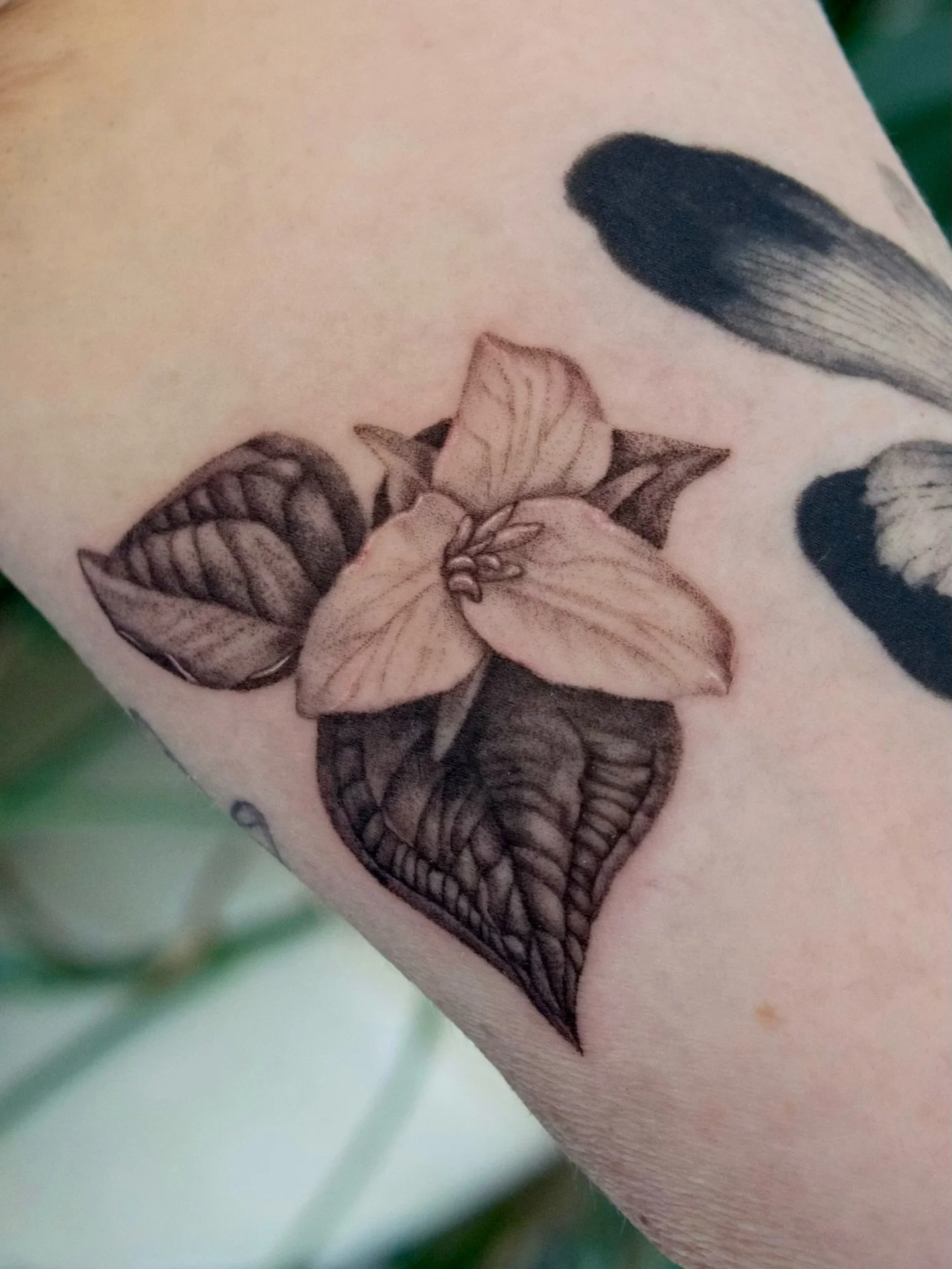 Trillium for Tiffany! I remember sitting in the forest last April, admiring the fresh trillium and taking reference photos. It seems fitting that this flower found its home right before they emerge again. Swipe to see the photo that inspired this des