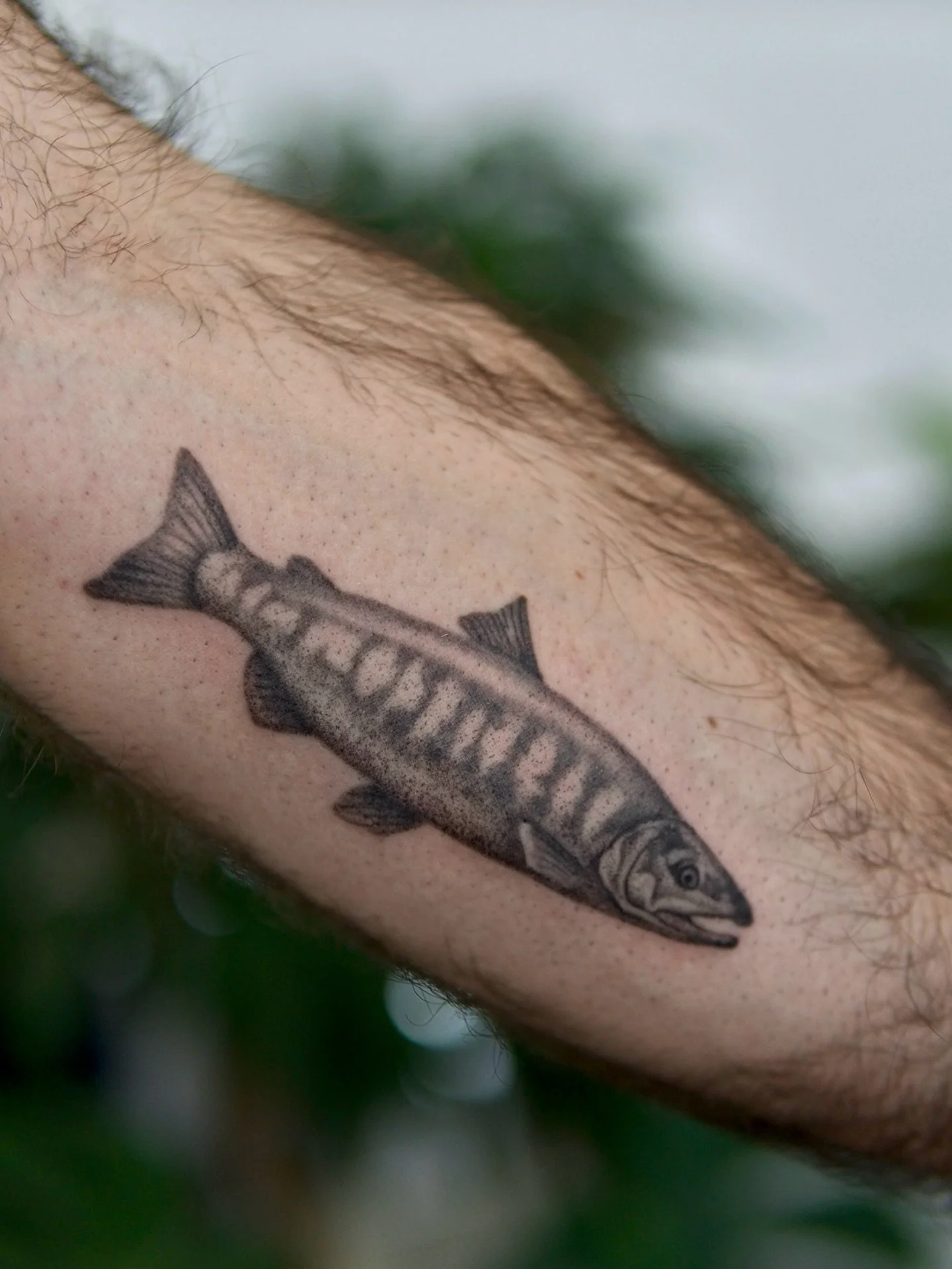 Touch-up plus additional shading for Sam&rsquo;s female chum salmon. This salmon was originally done last June and was my 11th tattoo. It was so fun getting to apply some of the shading techniques I&rsquo;ve learned since then to give it even more li