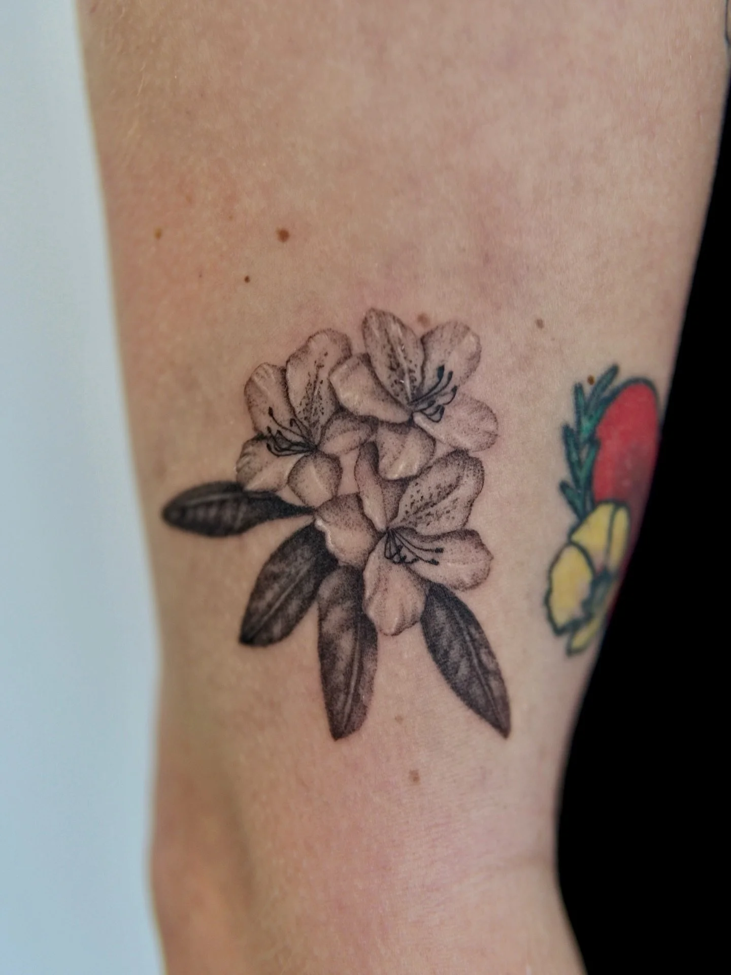 Small bunch of pacific rhododendron to add to Bridgett&rsquo;s passport flower sleeve. I am so honored to represent Seattle and Washington state! 

#pnwtattoo #seattletattoo #flowertattoo #washingtontattoo #finelinetattoos