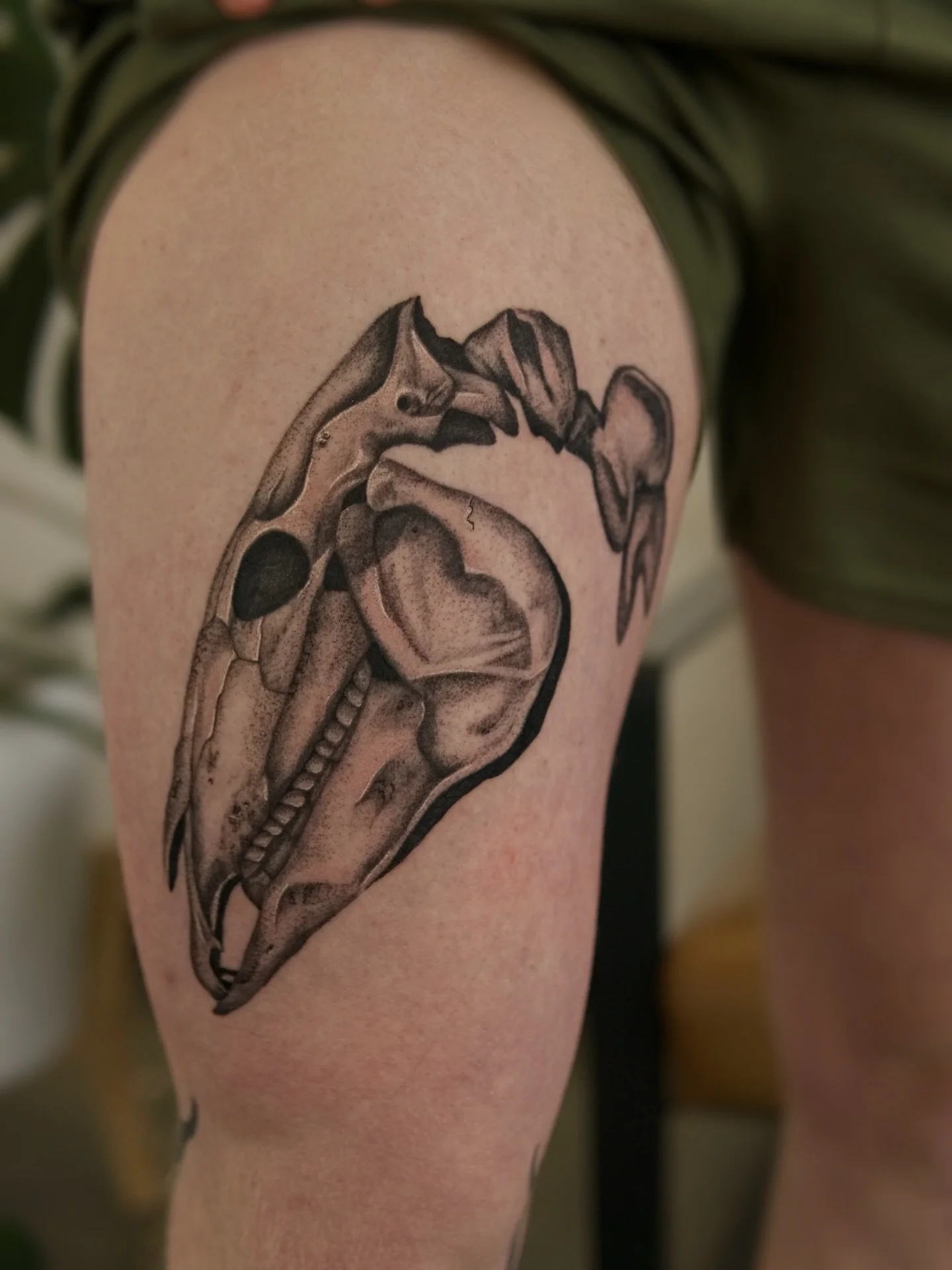 Another one for Roman! This time we did a horse skull. Can&rsquo;t wait to continue adding on more skeletal pieces! (Shin piece not by me.)
#pnwtattoo #seattletattoo #skulltattoo #washingtontattoo finelinetattoos