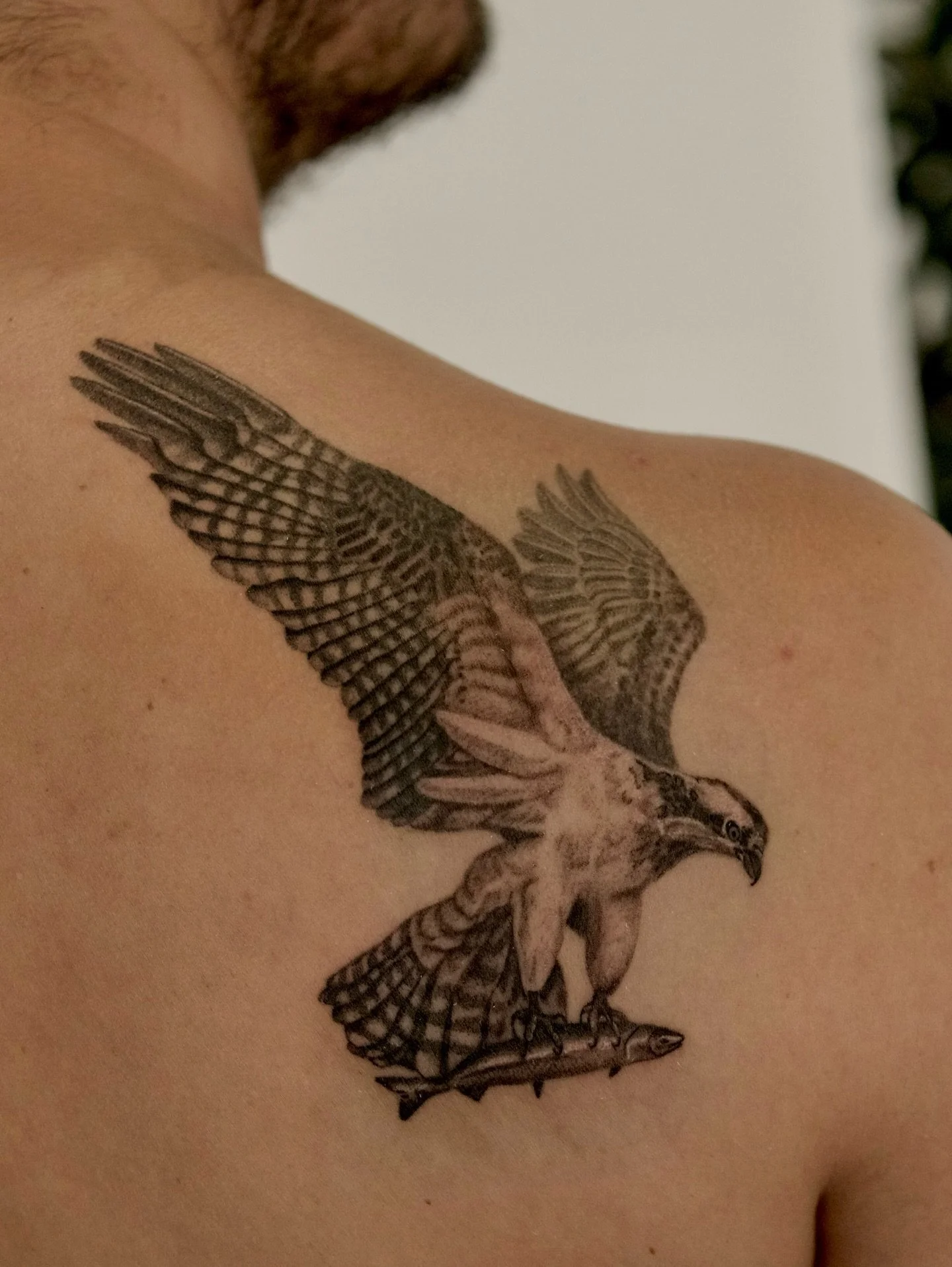 Osprey tattoo for Alex! The movement and detail in this one made it especially fun to bring to life.

#pnwtattoo #seattletattoo #birdtattoo #washingtontattoo #finelinetattoos