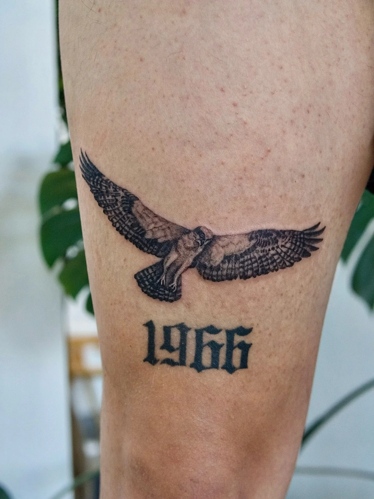 Osprey from my @seahawks flash for David. 

#pnwtattoo #seattletattoo #ospreytattoo#washingtontattoo #finelinetattoos