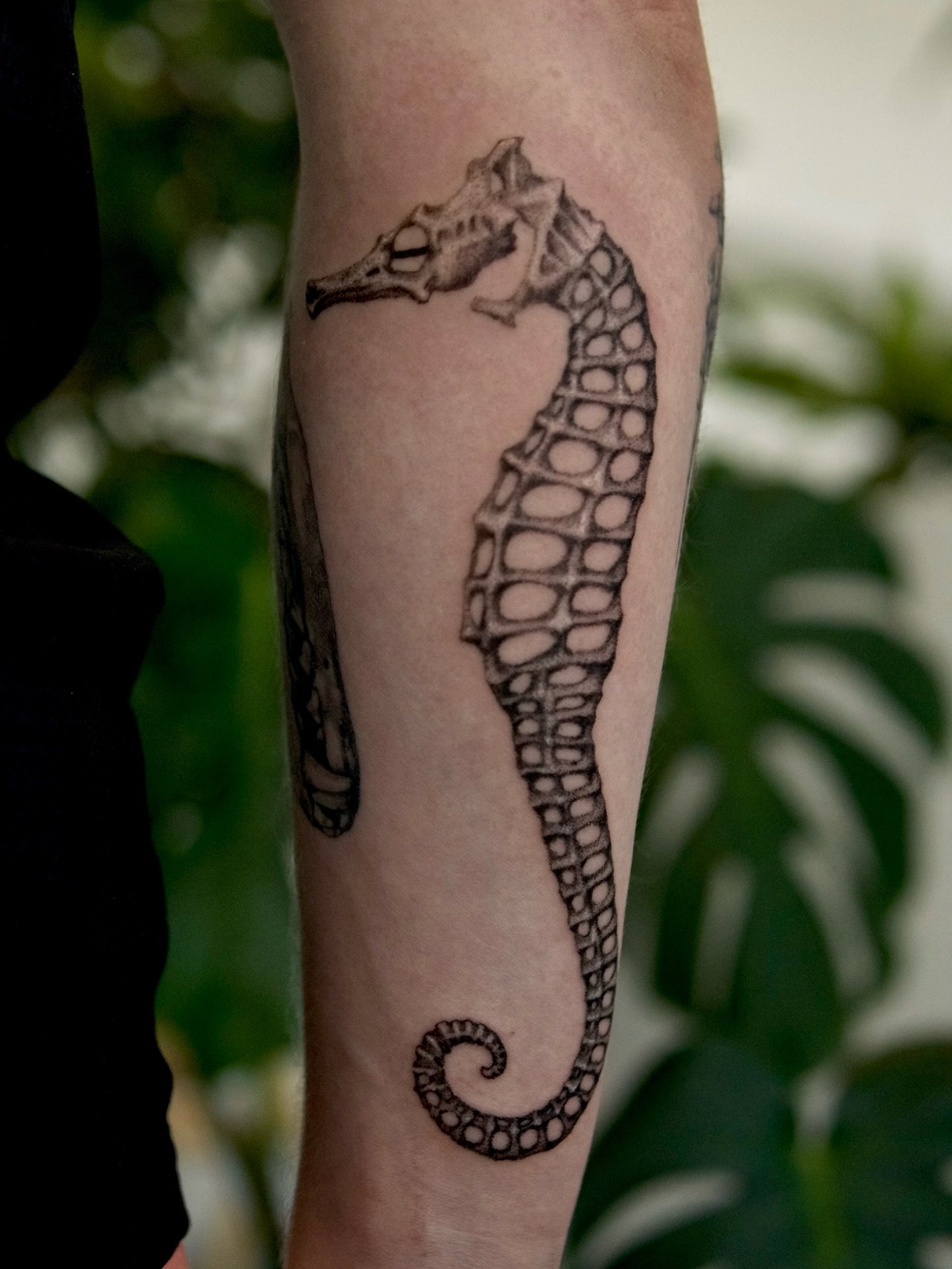 Seahorse skeleton addition for Roman&rsquo;s skeletal sleeve! This was our 5th piece together and I can&rsquo;t wait to create more! 

#pnwtattoo #seattletattoo #skeletontattoo#washingtontattoo #finelinetattoos