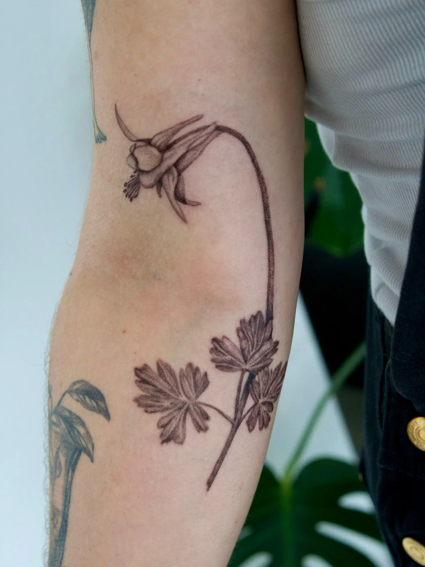 Western Columbine for Arlo from my flash! It was extra special as they used hand-picked Columbine for their wedding flowers. 

#pnwtattoo #seattletattoo #flowertattoo#washingtontattoo #finelinetattoos