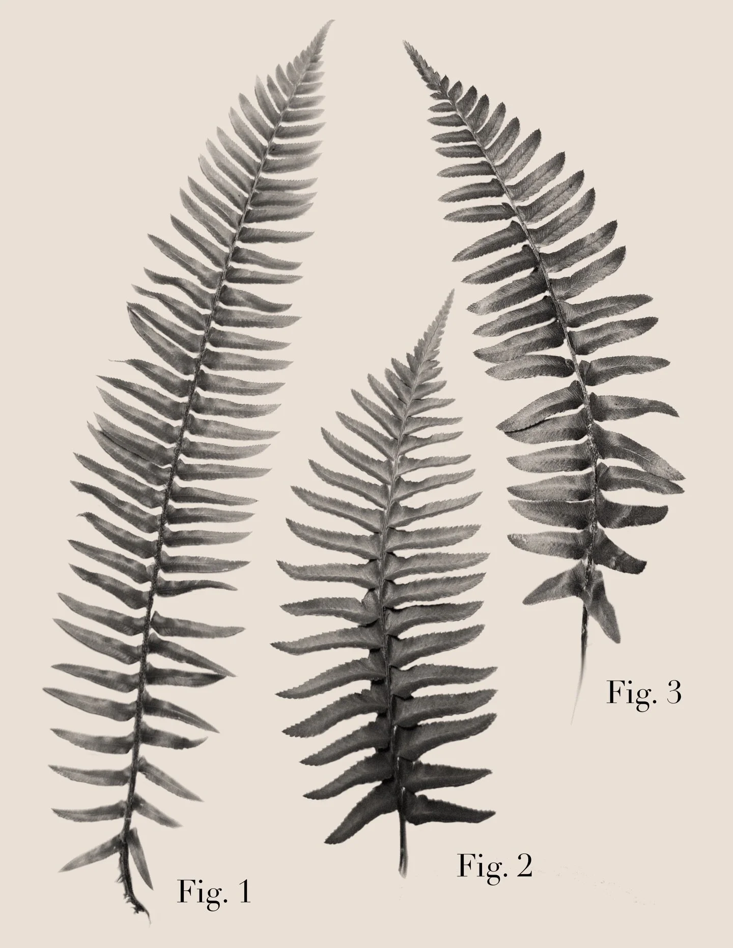 PNW fern flash part one! We are starting out with one of my favorites, the sword fern. These flash pieces will be repeatable as I would love to slightly modify each piece to flow with the specific client&rsquo;s body. I would also like to play with l