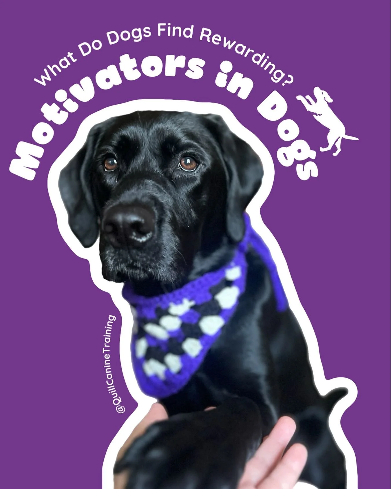 Dogs can be motivated by lots of things, but most motivators and rewards fall into 3 categories.

1. Food
Food is probably the most classic reward that most people think of when praising their new dog, and for good reason! When paired with a proper r